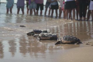 Ocho-tortugas-marinas-llevaban-instalado-un-emisor-satelital-para-conocer-su-recorrido