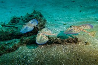 A DSLR underwater photo of three Flying Gurnards (also called helmet gurnard) swiming in Angra dos Reis, Rio de Janeiro, Brazil. They are passing over a small rock on the sand seabed. They ares spreading their "wings".