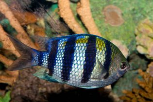 Sergeant Major Damsel Fish (Abudefduf saxatilis) in Aquarium