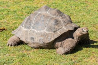 tortuga-aldabra-gigante